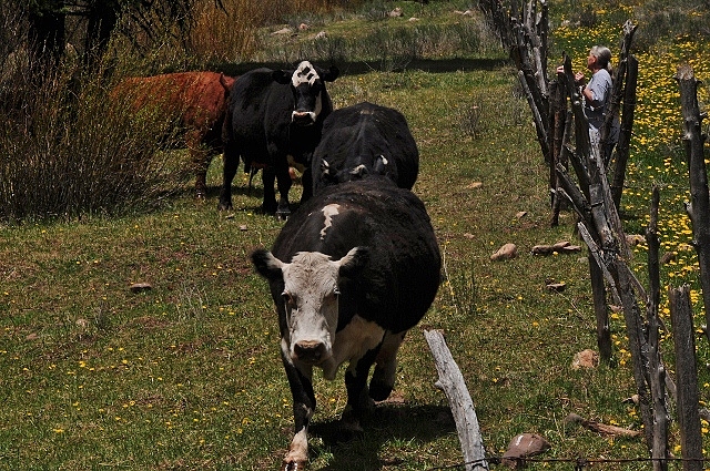 the lead cow